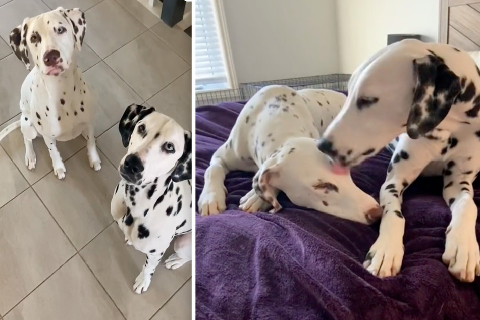 Dalmatiner hat Albtraum: Reaktion des anderen Hundes ist einfach nur goldig