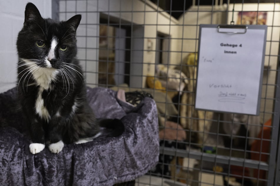 Auch Katzenhalter stehen in der Pflicht und sollten ihre Katzen kastrieren lassen.