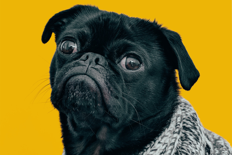 Pugs have a look of constant befuddlement printed permanently upon their faces.