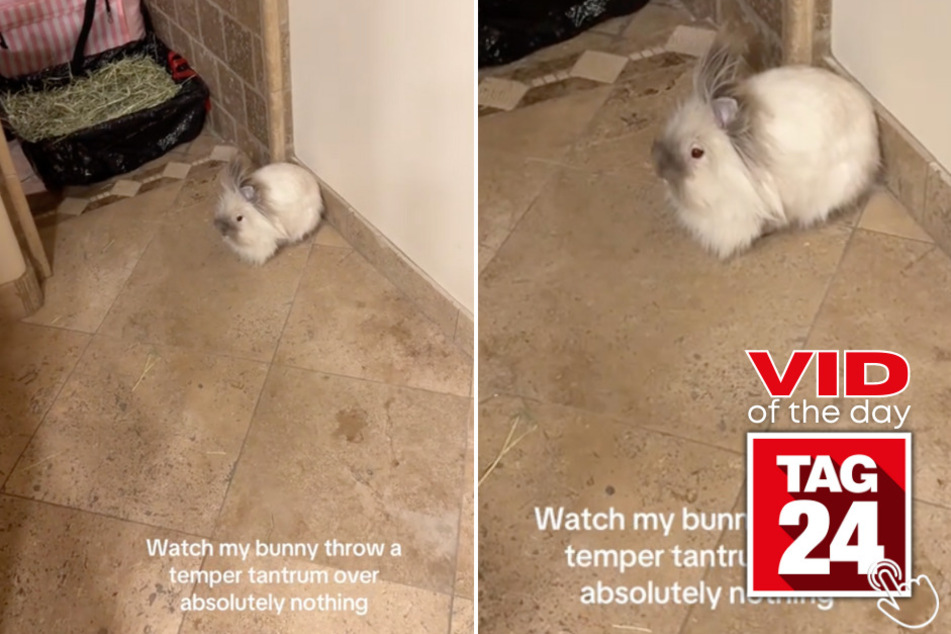 Today's Viral Video of the Day features a girl who caught her bunny throwing an adorable temper tantrum in the bathroom.