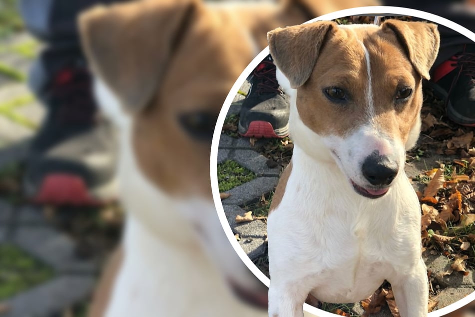 Nueva pareja tiene alergia: el perro Snoopy debe abandonar su querido hogar