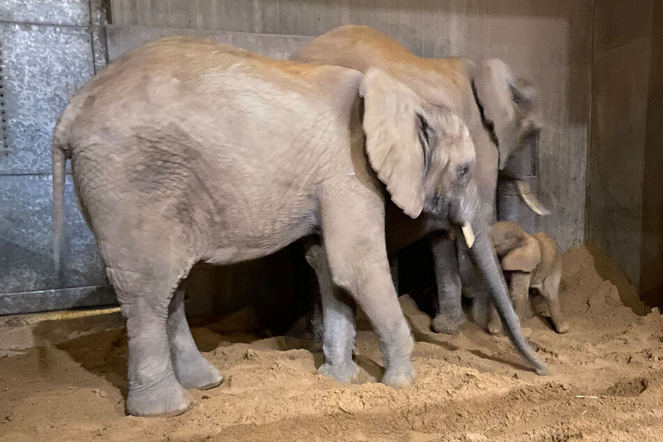 Umringt von Mama Tana (23, hinten) und Schwester Tamika erkundet der Elefantenjunge das Gehege.