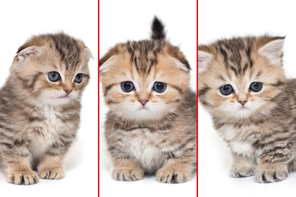 Munchkin cats are tiny little dudes and ridiculously cute.