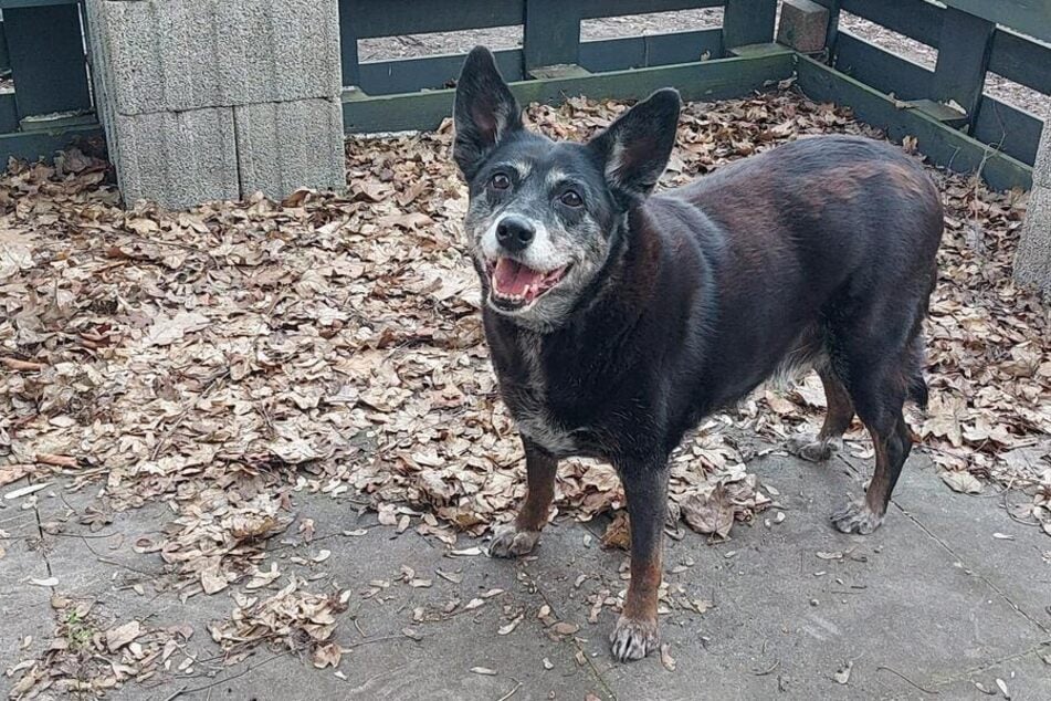 Die Fellnase hat noch ein paar Kilo zu viel auf den Rippen.