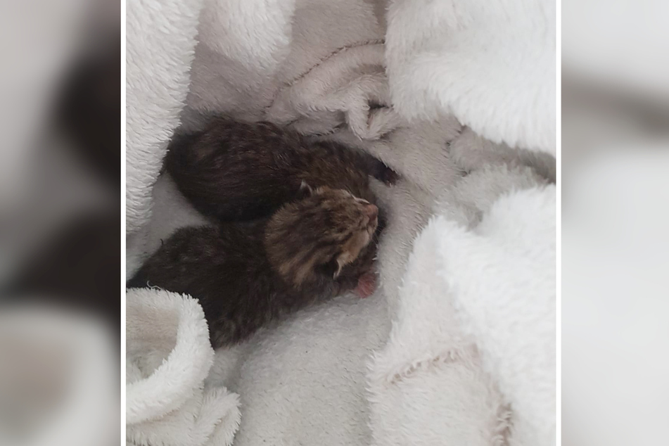 Ein Zeuge fand die zwei Katzenbabys in einer Biotonne im rheinland-pfälzischen Boppard.