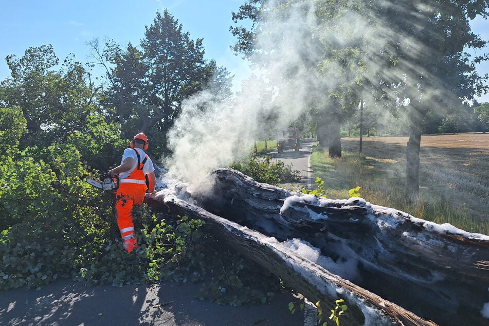 Am Ende musste der hohle Baum gefällt werden.