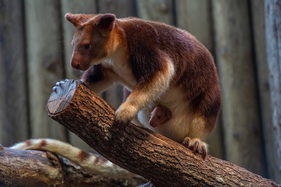 Das kleine Köpfchen des Baumkänguru-Babys schaut aus dem Beutel seiner Mutter Kau Kau.