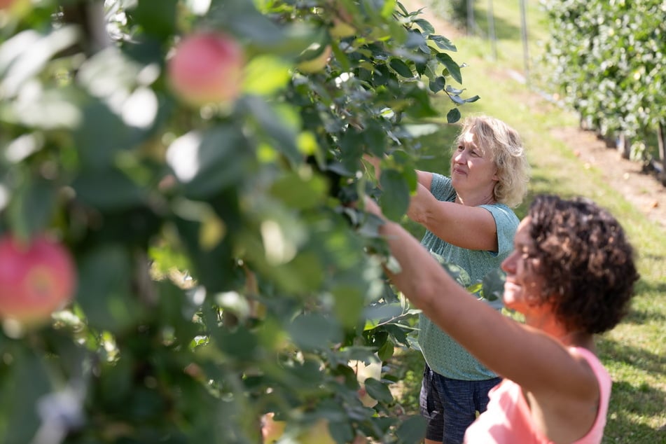 Manuela Böhme (l.) und Karena Lieber pflücken Herbstäpfel auf dem Gelände vom Sächsischen Landesamt für Umwelt, Landwirtschaft und Geologie. Am vergangenen Freitag begann offiziell die Apfelernte in Sachsen.