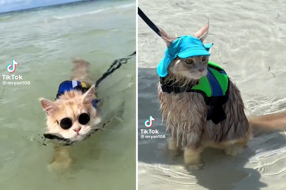 Rocco the cat has gone viral for his epic beach fashion.