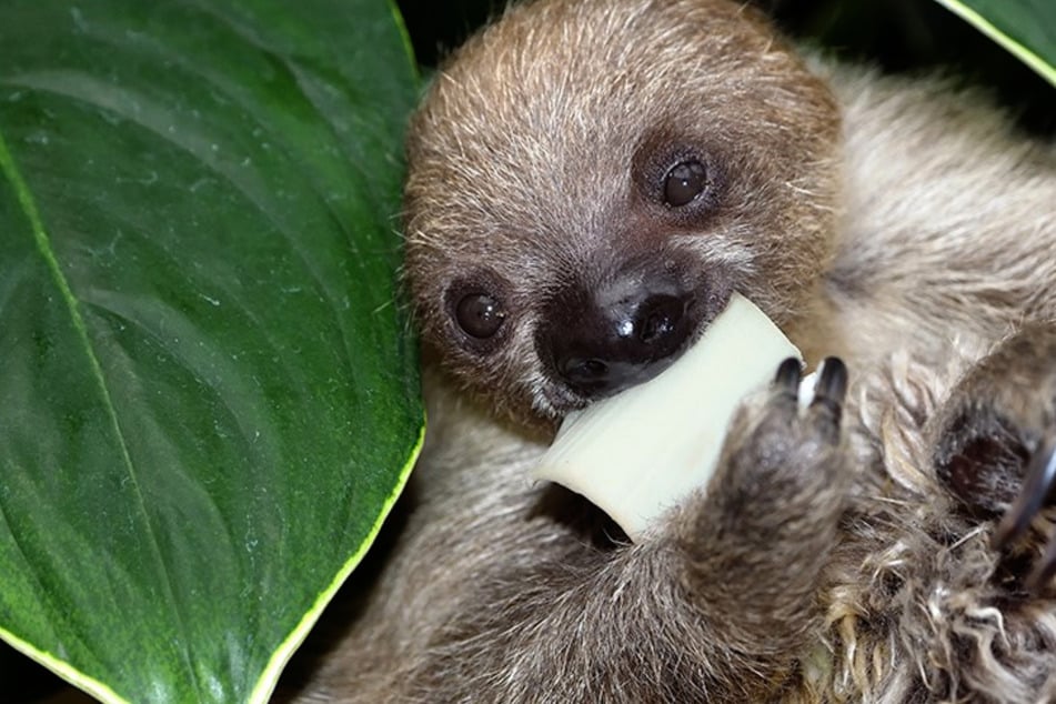Kölner Zoo tauft Faultier-Baby: So heißt Kölns tiefenentspanntester Bürger