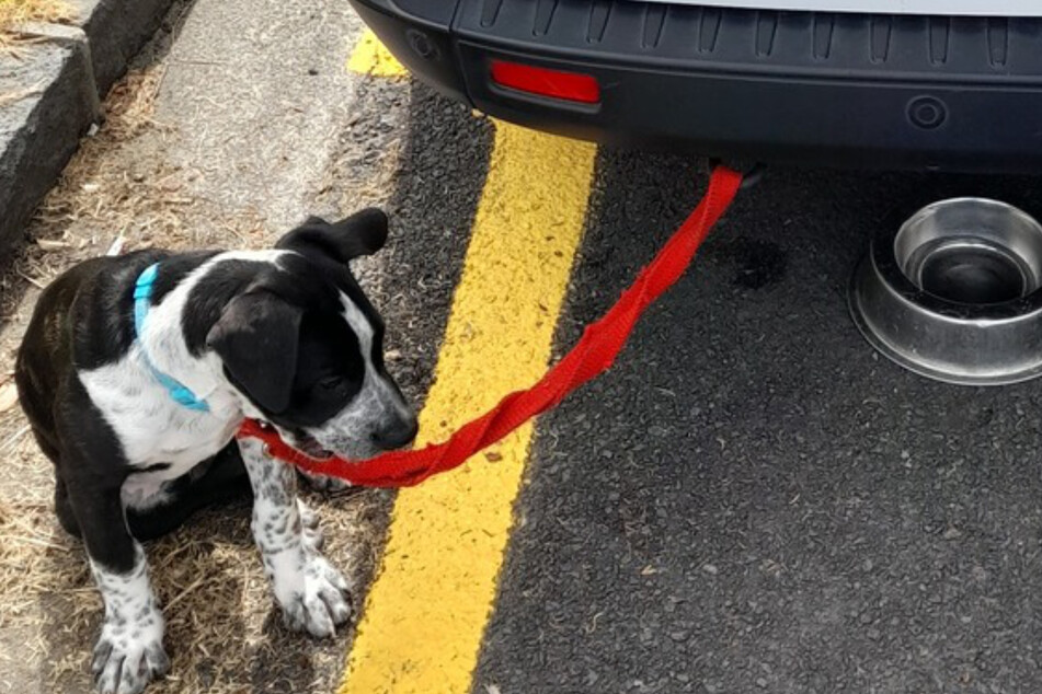 An animal rescuer found this poor pup attached to his van with a heartbreaking note and a bowl of food!
