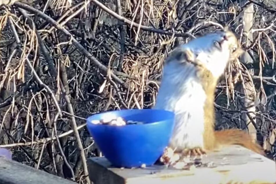 What is this squirrel doing?