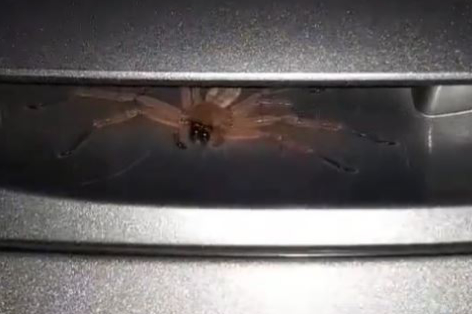 Diese Spinne will wohl wirklich niemand unterm Autotürgriff haben.