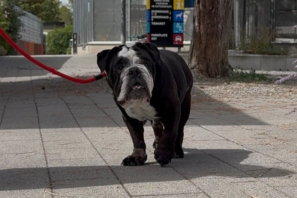 Shorty hofft auf Menschen, die sich mit den Eigenheiten von Bulldoggen auskennen.