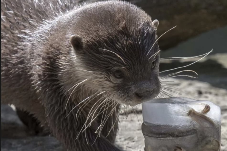 Eisbomben wurden den tierischen Zoobewohnern von ihren Pflegern bei hohen Temperaturen am Mittwoch in Berlin serviert.