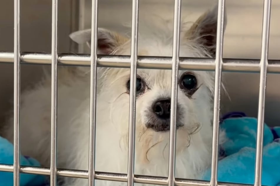 Sein Name ist schon lustig. Doch zum Lachen ist die Geschichte von Chihuahua "Professor Pork Chop" so gar nicht.