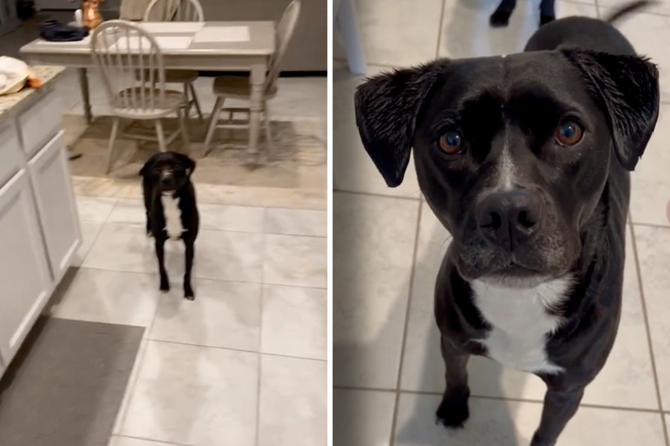 Dog pretending she didn't steal dinner has TikTok users giggling