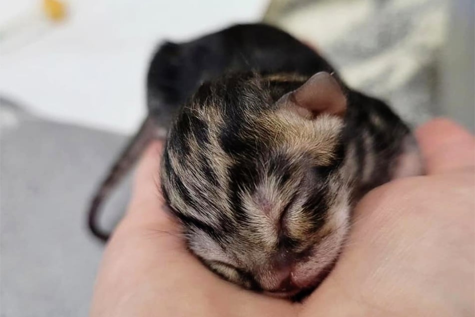 Das Katzenkind ist das einzige, das lebend zur Welt kam. Seine Geschwister starben noch im Mutterleib.