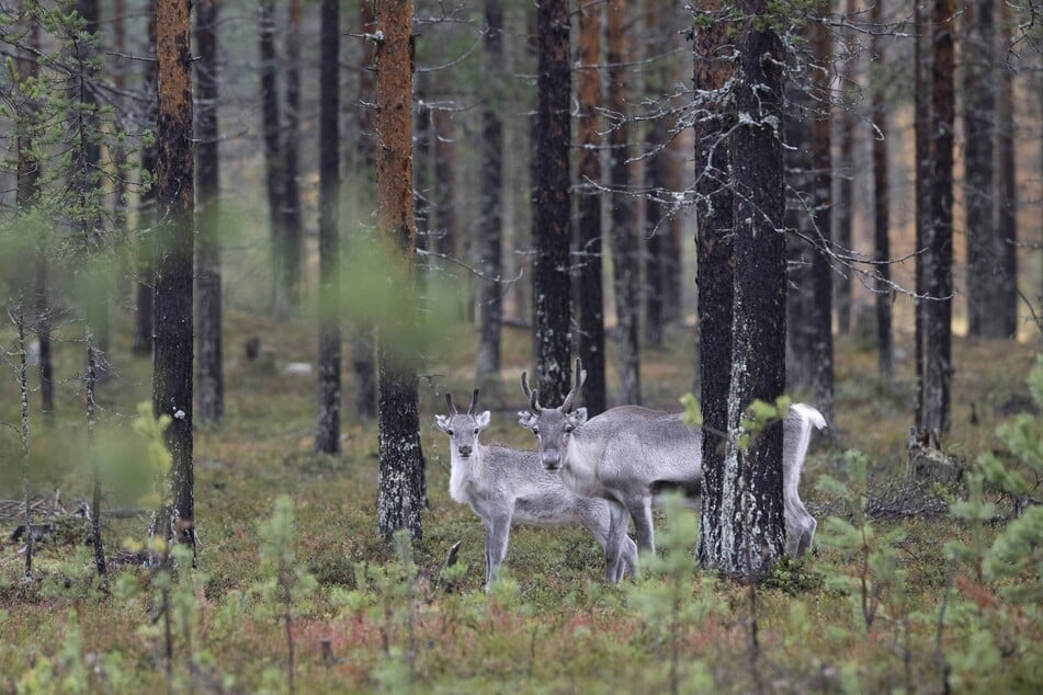 Warmer temperatures are impacting wildlife too, with the report finding tundra caribou numbers have decreased by 65% over the past two to three decades.