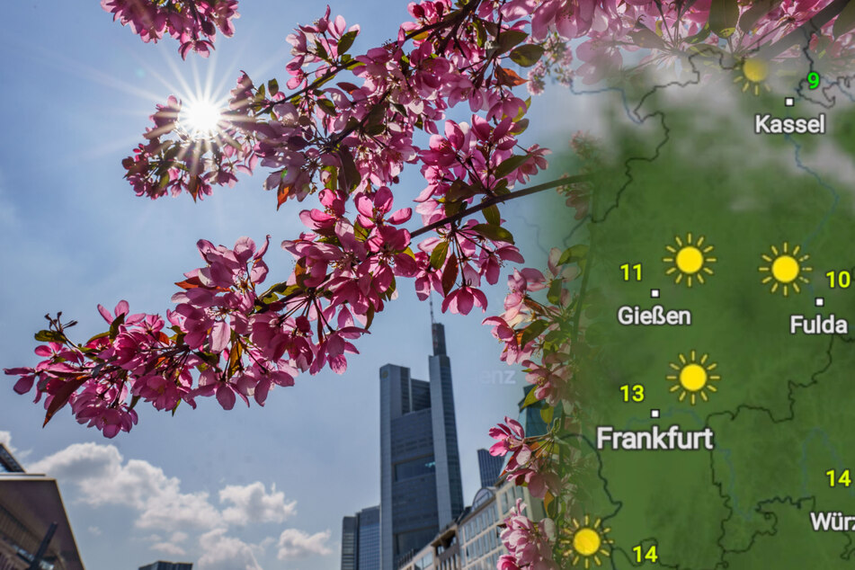 Auch am Wochenende bleibt in Hessen - wie hier am Rathenauplatz in Frankfurt - das Wetter frühlingshaft.