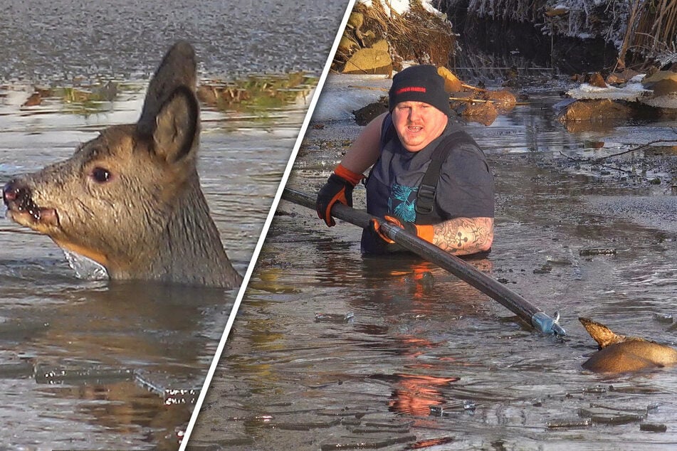 Hamburg: Bambi bricht im Eis ein: Feuerwehrmann steigt für Tierrettung ins eiskalte Wasser