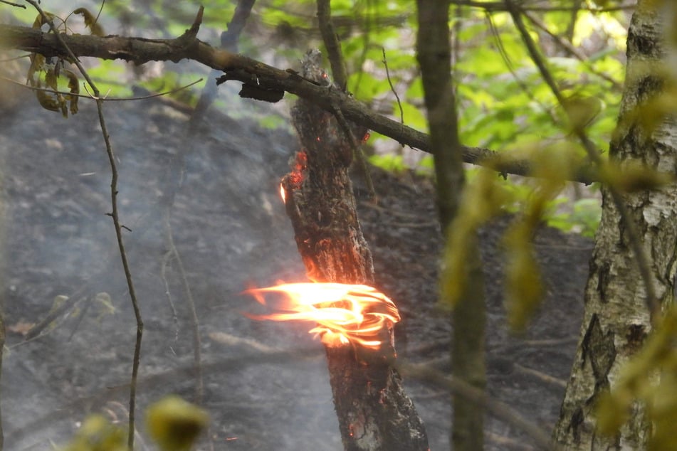 Pflanzen und Boden sind ausgetrocknet. In Nordsachsen gilt "hohe Waldbrandgefahr".