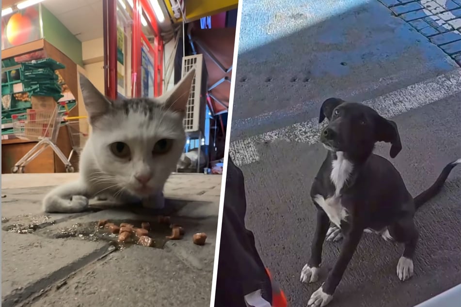 In seinen neuesten Videos hielt "Der Mann mit dem Bart" die Begegnung mit einer verletzten Katze sowie mit einer freundlichen Hündin fest.