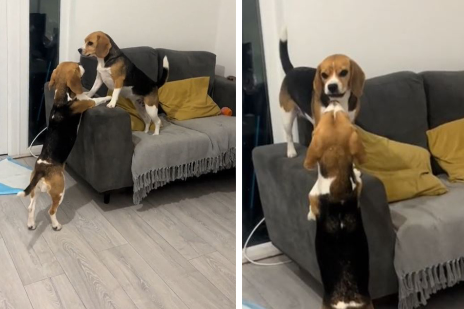 Koko (auf dem Boden) und Kiki (auf dem Sofa) sind zwei sehr unterschiedliche Beagles.