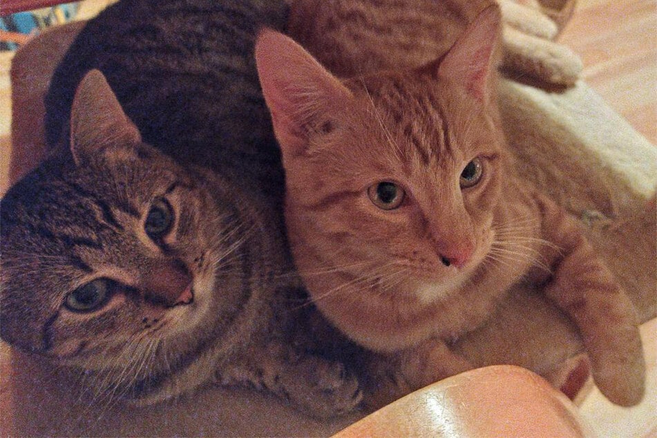 Die beiden Kater Olavi (r.) und Ozren aus dem Hamburger Tierheim sind auf der Suche nach einem richtigen Zuhause.