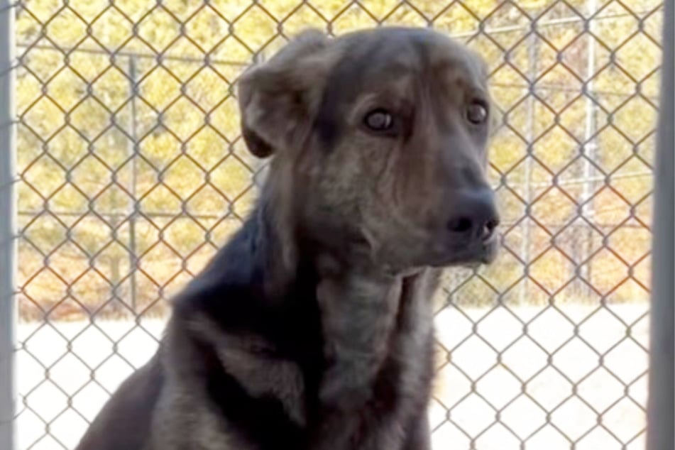 Mit einem traurig, verängstigtem Blick schaut Rüde Milo im Tierheim in die Kamera.