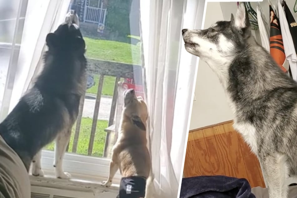 Husky-Welpe beginnt zu heulen: Was ein Chihuahua dann tut, macht Besitzerin sprachlos