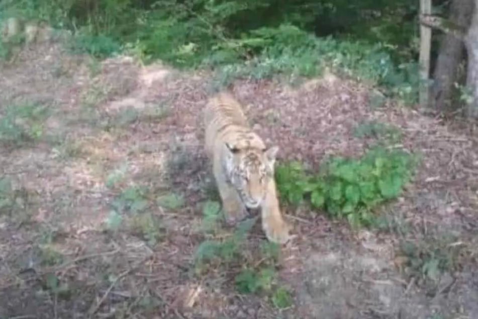 A tiger is on the loose in the border region between Ukraine and Slovakia.