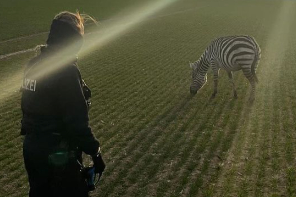 Bei ihrem Eintreffen auf dem Feld in Ober-Erlenbach konnten die Beamten selbst nicht so wirklich glauben, dass da tatsächlich ein Zebra vor ihnen stand.