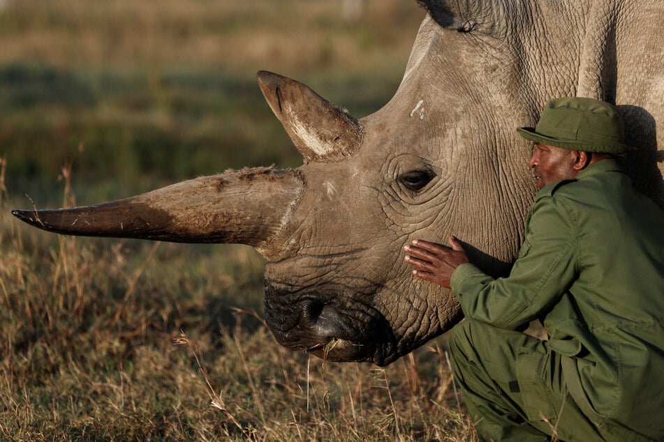 Ol Pejeta ranger and head caregiver Zacharia Mutai caresses one of the last two northern white rhinos in the world, 35-year-old Najin, in Ol Pejeta conservancy, Laikipia county, on February 6.