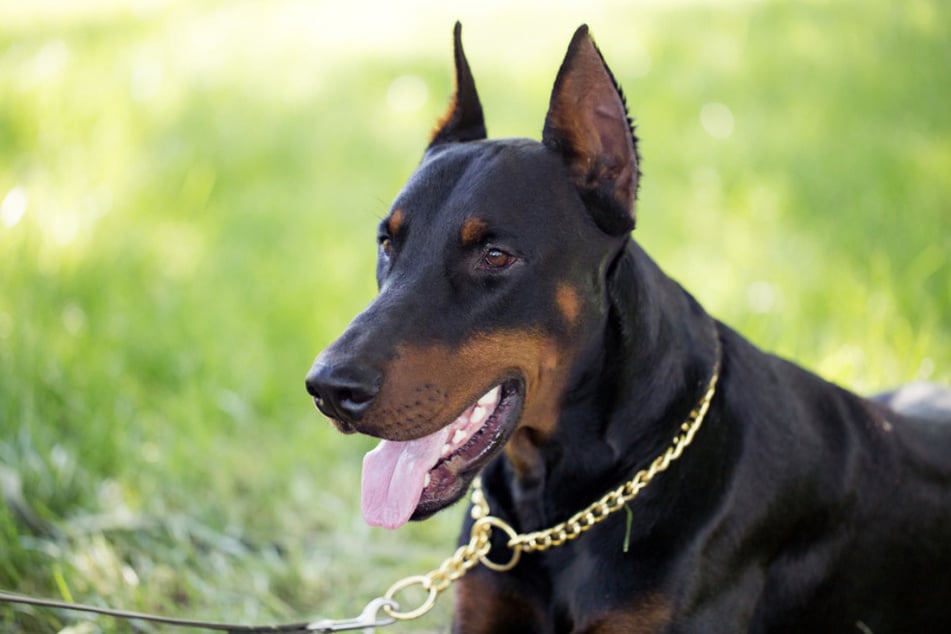 Dobermann kousl 21‑letou dívku do obličeje. (Symbolické foto)