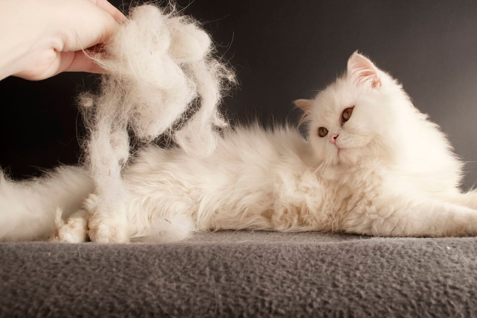 Cat shedding a lot: Causes and solutions