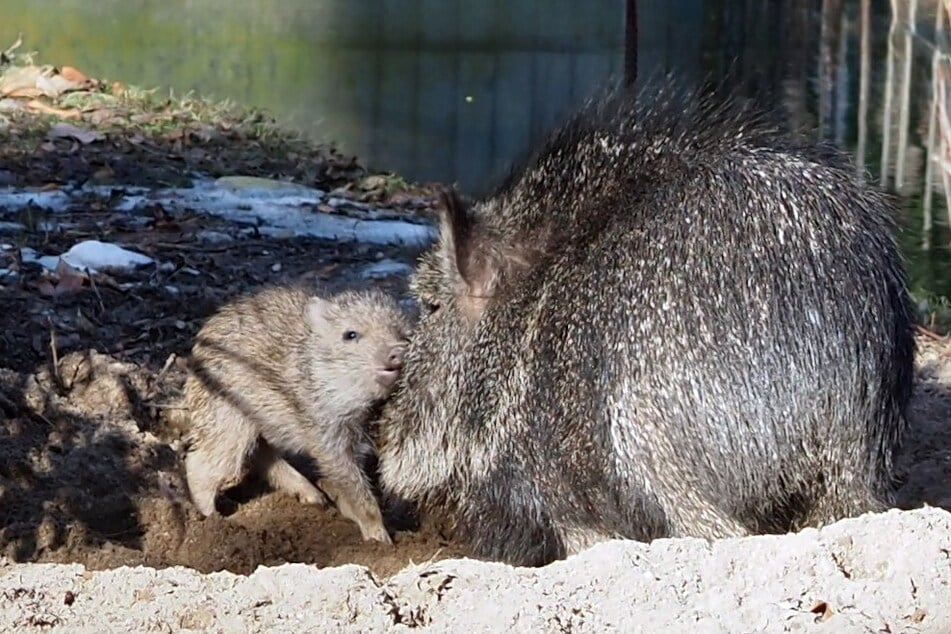 Das kleine Nabelschwein-Ferkel hat begonnen, die Außenanlage zu entdecken - zur Freude der Besucher.