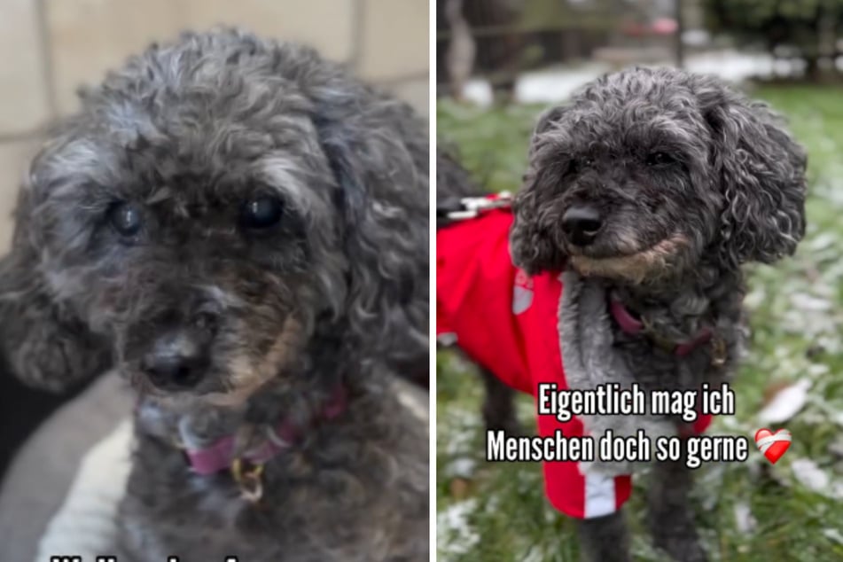 Tierheim schockiert: Besitzer lassen Pudel mit herzloser Bitte zurück