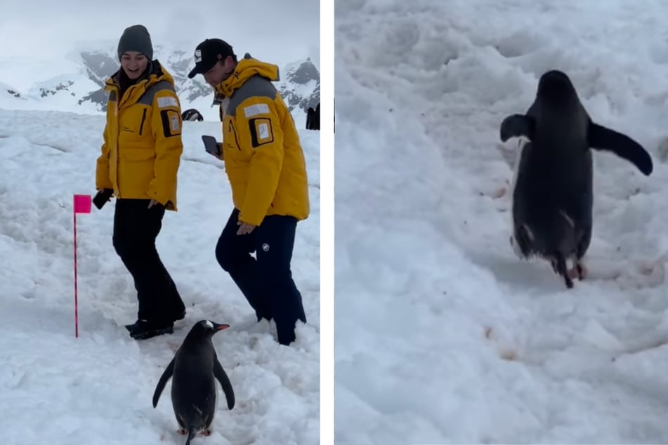 Der Weg ist versperrt, was nun? Der höfliche Pinguin wartete, bis sich der "Verkehrsstau" in der Antarktis auflöste.