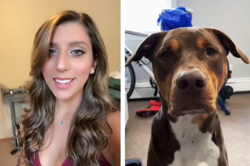 Dog's guilty grin breaks the internet