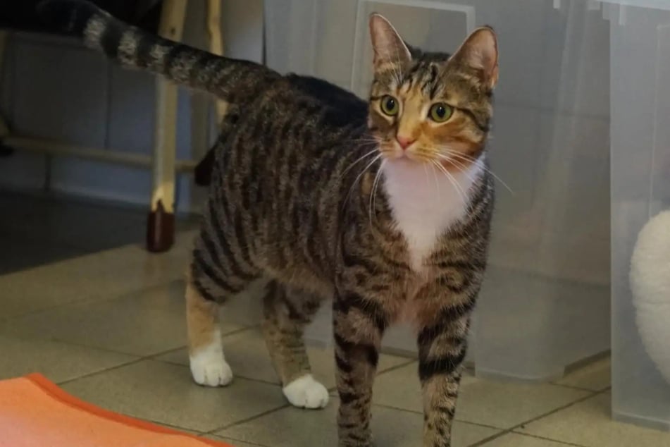 Katze Leni aus dem Hamburger Tierheim ist auf der Suche nach einem richtigen Zuhause.