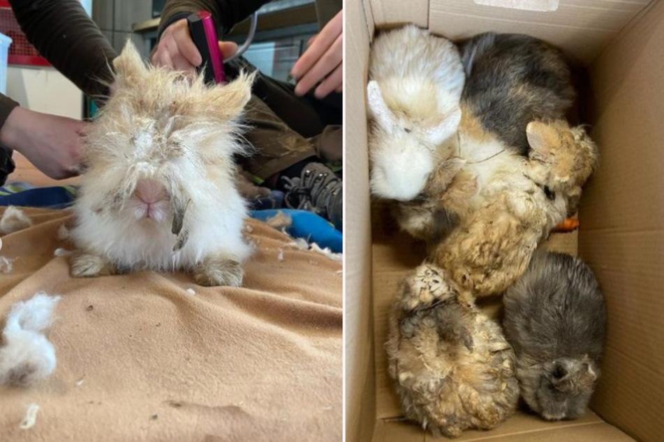 Das Muttertier wurde vor wenigen Tagen zusammen mit vier weiteren Kaninchen in einem Waldstück gefunden.