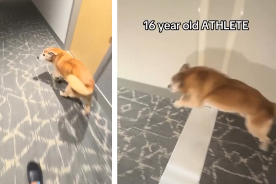 Vieux Golden Retriever a toujours du piquant : Voici comment il conquiert tous les cœurs à la vitesse de l'éclair