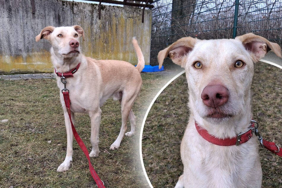 Junger Hund wegen Überforderung abgegeben: Gibt es noch Hoffnung für Ichiko?
