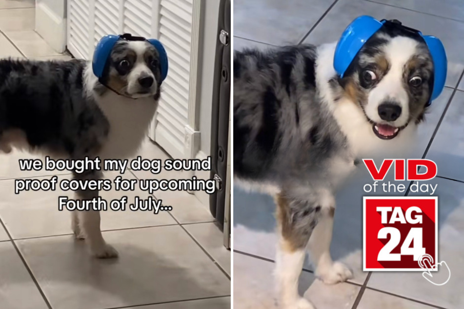 viral videos: Viral Video of the Day for July 4, 2023: Dog discovers secret to dealing with Fourth of July fireworks