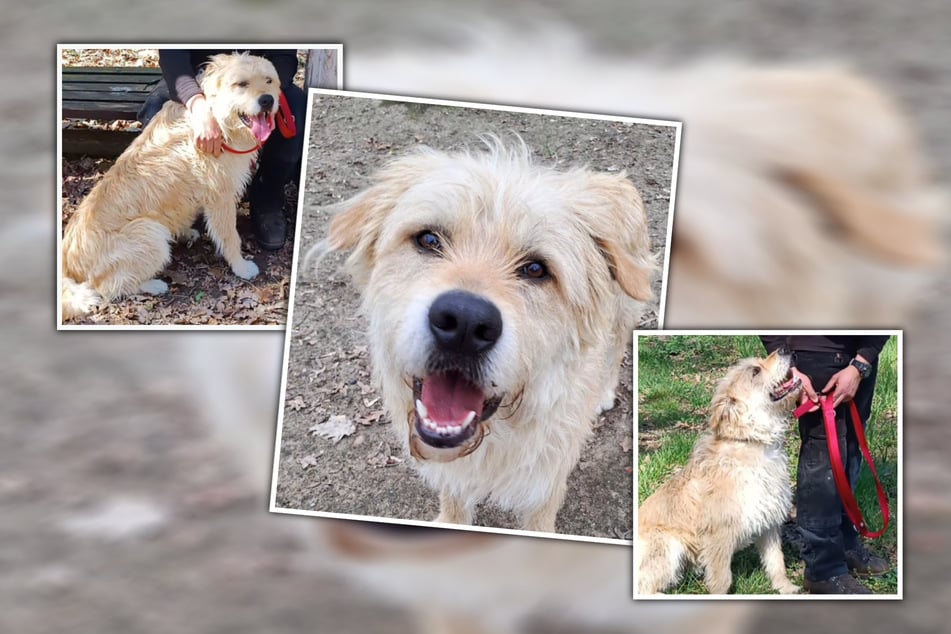 Lenny sei ein rundum sympathischer Rüde.