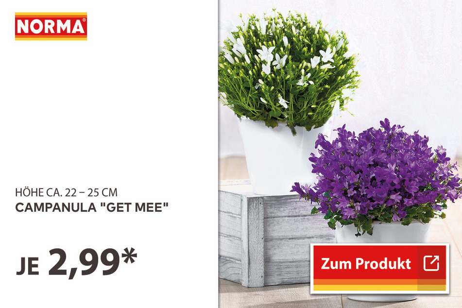 Campanula "Get Mee" für 2,99 Euro.