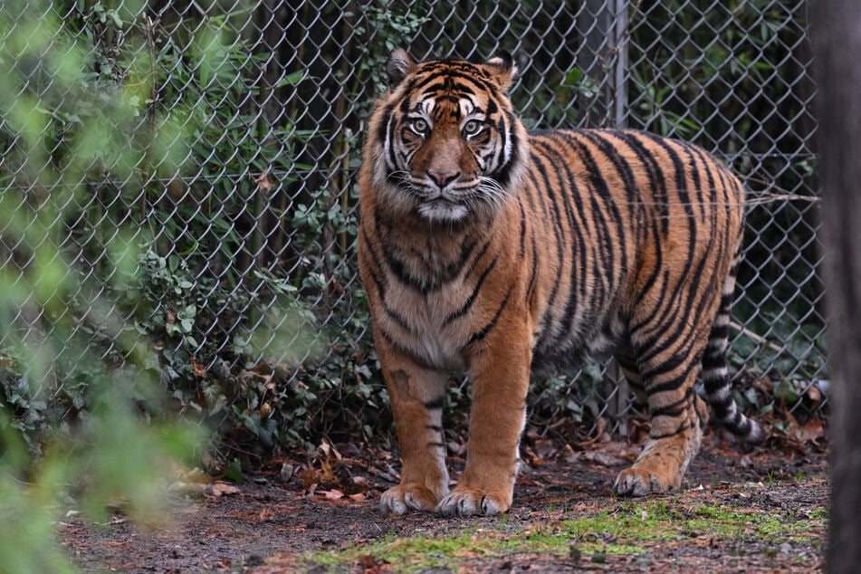 Sumatra-Tiger sind vom Aussterben bedroht. Auch deshalb ist der gescheiterte Paarungsversuch im Rotterdamer Zoo so tragisch. (Symbolbild)