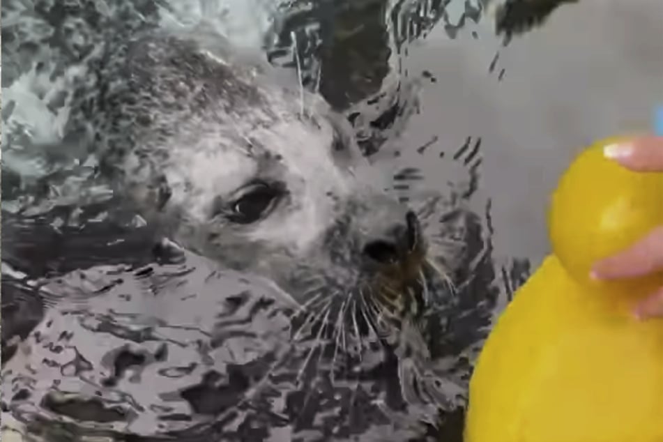 Das Entchen dient als Training für die 33-jährige Lady.