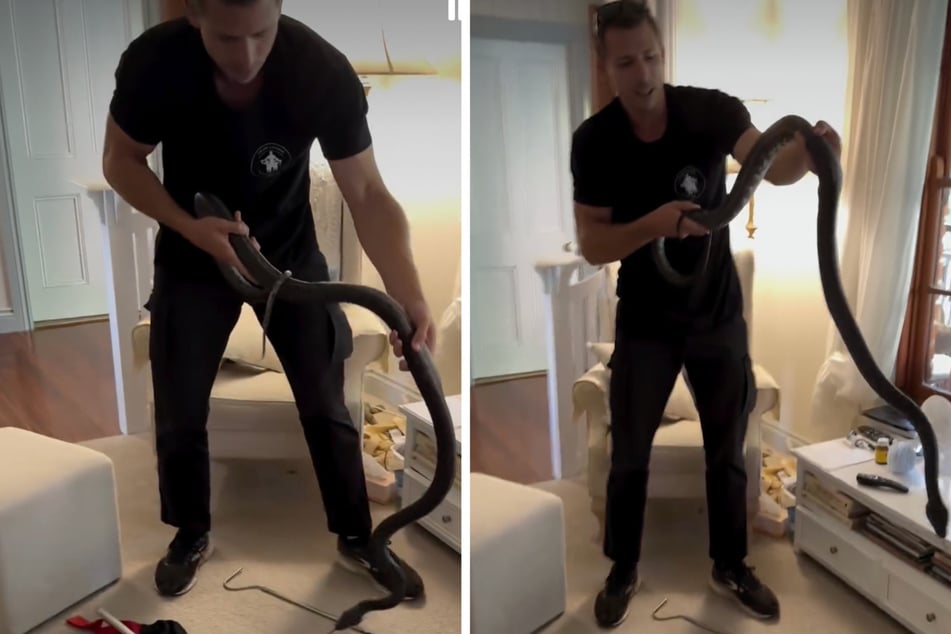 When a family discovers a python in their house, they ask snake catcher Daniel Busstra for help.